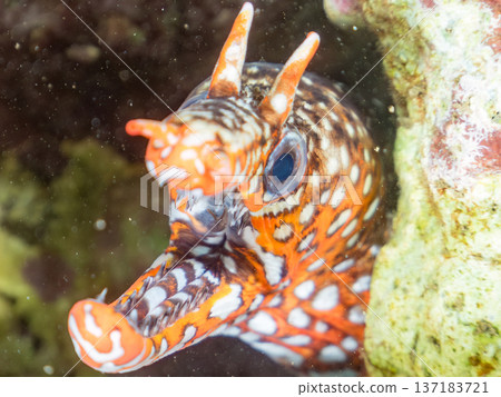 Beautiful moray eels. Hirizohama, Nakagi, Minamiizu Town, Izu Peninsula, Shizuoka Prefecture - 2025 One of Japan's leading snorkeling spots 137183721