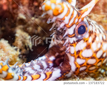 Beautiful moray eels. Hirizohama, Nakagi, Minamiizu Town, Izu Peninsula, Shizuoka Prefecture - 2025 One of Japan's leading snorkeling spots Beautiful moray eels. Hirizohama, Nakagi, Minamiizu Town, Izu Peninsula, Shizuoka Prefecture - 2025 One of Japan's leading snorkeling spots 137183722