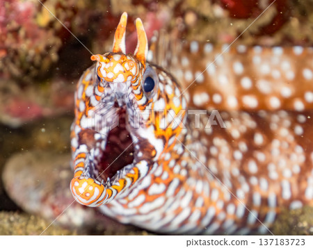 Beautiful moray eels. Hirizohama, Nakagi, Minamiizu Town, Izu Peninsula, Shizuoka Prefecture - 2025 One of Japan's leading snorkeling spots 137183723