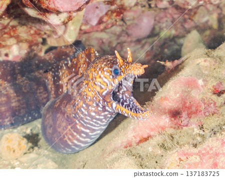 美麗的鰩魚。日本靜岡縣伊豆半島南伊豆町中木町鰩濱 - 2025 日本頂級浮潛地點之一 137183725