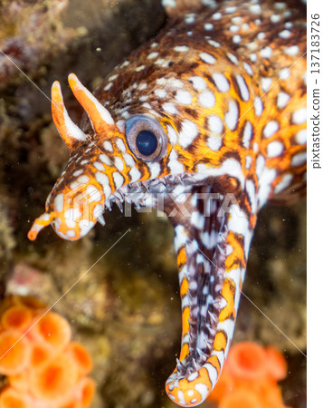 美麗的鰩魚。日本靜岡縣伊豆半島南伊豆町中木町鰩濱 - 2025 日本頂級浮潛地點之一 137183726