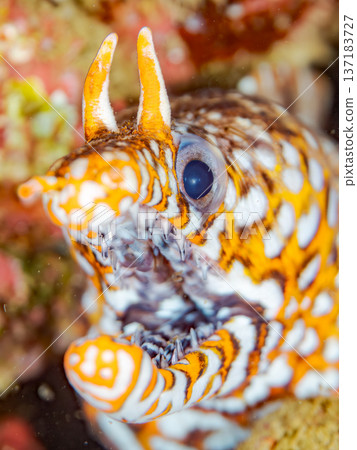 美麗的鰩魚。日本靜岡縣伊豆半島南伊豆町中木町鰩濱 - 2025 日本頂級浮潛地點之一 137183727