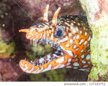 Beautiful moray eels. Hirizohama, Nakagi, Minamiizu Town, Izu Peninsula, Shizuoka Prefecture - 2025 One of Japan's leading snorkeling spots 137183751