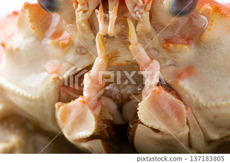 煮熟的巨型雪蟹的嘴部特寫 137183805