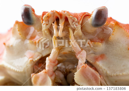 煮熟的巨型雪蟹臉部特寫 137183806