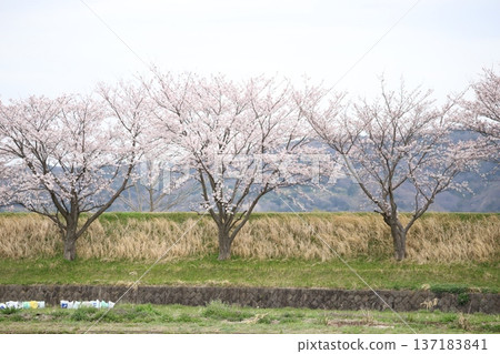 Row of cherry trees in the neighborhood Row of cherry trees in the neighborhood 137183841