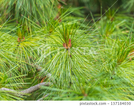 Cedar branches with long fluffy needles with a beautiful blurry background. Cedar branches with long fluffy needles with a beautiful blurry background. 137184030