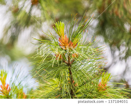 Cedar branches with long fluffy needles with a beautiful blurry background. 137184031