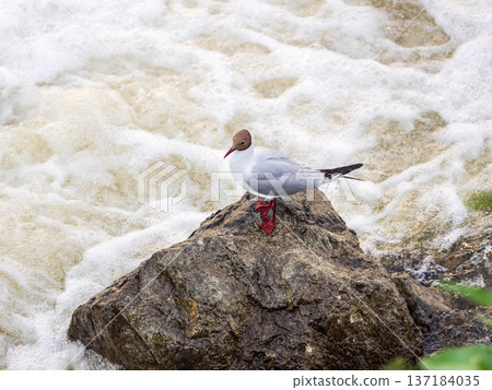 Black-headed gull, lat. Chroicocephalus ridibundus, sits on the river shore 137184035