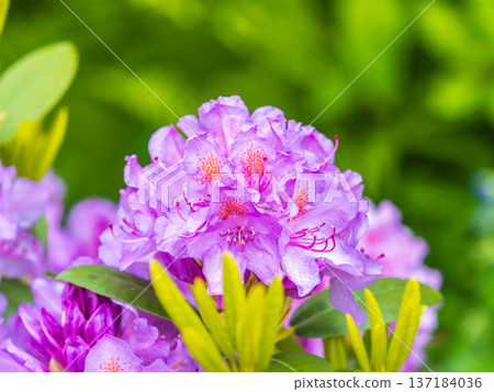 Pink flowers of Siberian rhododendron copy space. Rhododendron dauricum. Spring flowering of Altai rhododendron. 137184036