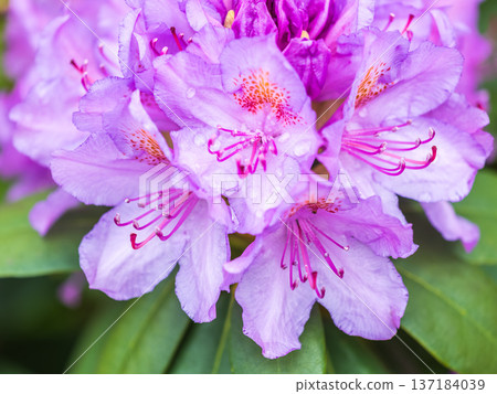 Pink flowers of Siberian rhododendron copy space. Rhododendron dauricum. Spring flowering of Altai rhododendron. 137184039