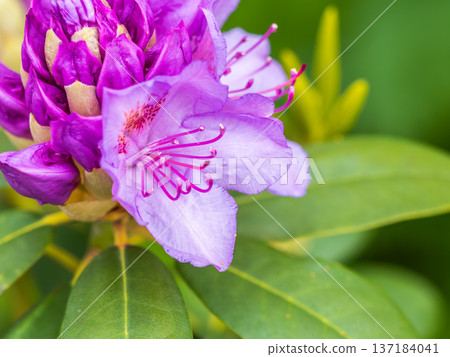 Pink flowers of Siberian rhododendron copy space. Rhododendron dauricum. Spring flowering of Altai rhododendron. Pink flowers of Siberian rhododendron copy space. Rhododendron dauricum. Spring flowering of Altai rhododendron. 137184041