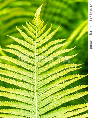 Natural green young ostrich fern or shuttlecock fern Natural green young ostrich fern or shuttlecock fern 137184042