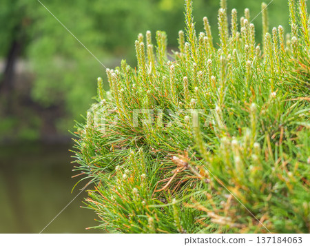 Green small pine trees with fresh shoots in spring or summer Green small pine trees with fresh shoots in spring or summer 137184063