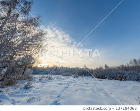 Beautiful winter landscape. Trees in the snow in a clearing on a cold day. Beautiful winter landscape. Trees in the snow in a clearing on a cold day. 137184068