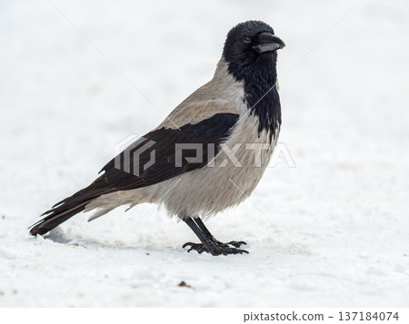 Crow in the snow on a winter day close-up Crow in the snow on a winter day close-up 137184074