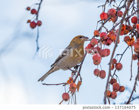Pine Grosbeak Female Eating Red Berries in Winter Pine Grosbeak Female Eating Red Berries in Winter 137184075
