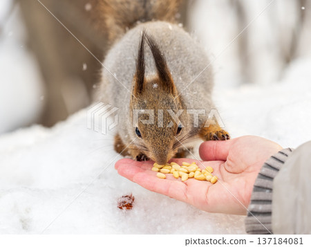 Squirrel eats nuts from a man's hand. Caring for animals in winter or autumn. Squirrel eats nuts from a man's hand. Caring for animals in winter or autumn. 137184081