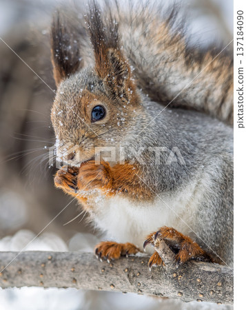 The squirrel with nut sits on tree in the winter or late autumn 137184090