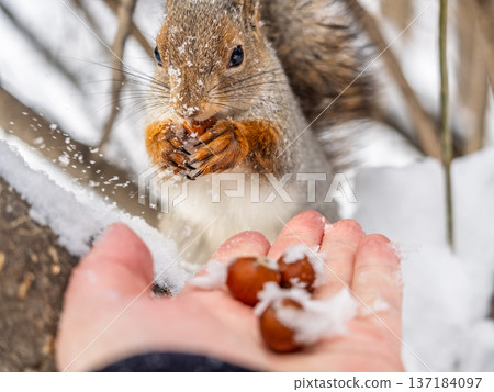 Squirrel eats nuts from a man's hand. Caring for animals in winter or autumn. 137184097