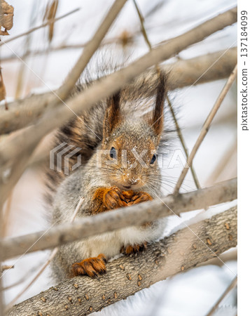 The squirrel with nut sits on tree in the winter or late autumn The squirrel with nut sits on tree in the winter or late autumn 137184099