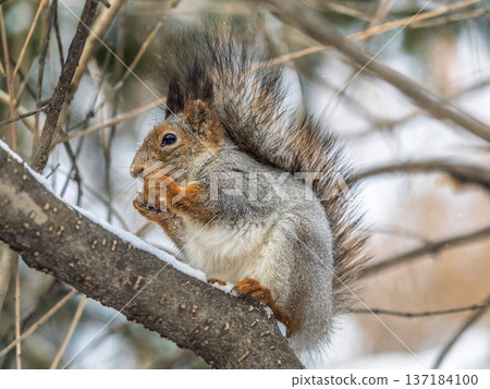 The squirrel with nut sits on tree in the winter or late autumn The squirrel with nut sits on tree in the winter or late autumn 137184100