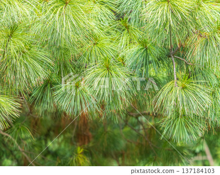 Cedar branches with long fluffy needles with a beautiful blurry background. 137184103