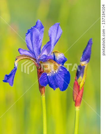 Beautiful blue flowers of Siberian iris in spring garden. Iris sibirica blooming in the meadow. Beautiful blue flowers of Siberian iris in spring garden. Iris sibirica blooming in the meadow. 137184104
