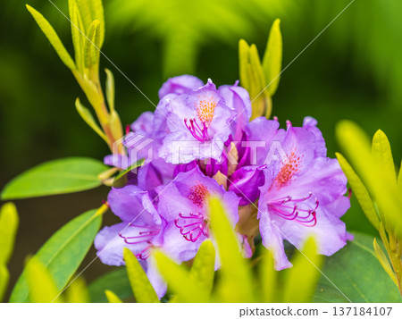 Pink flowers of Siberian rhododendron copy space. Rhododendron dauricum. Spring flowering of Altai rhododendron. 137184107