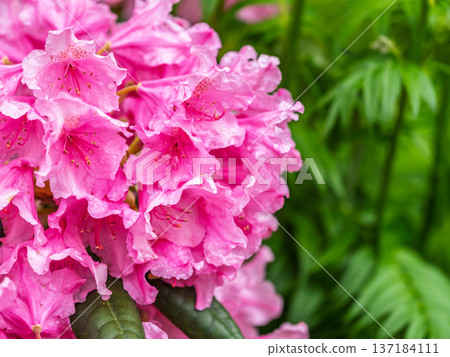 Pink flowers of Siberian rhododendron copy space. Rhododendron dauricum. Spring flowering of Altai rhododendron. Pink flowers of Siberian rhododendron copy space. Rhododendron dauricum. Spring flowering of Altai rhododendron. 137184111