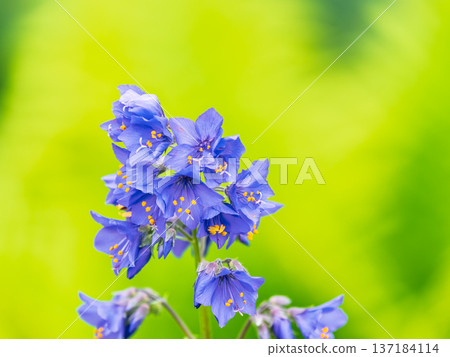 Close up view of Polemonium caeruleum blue flowers, Jacob's ladder flowers, soft shallow depth of field. Close up view of Polemonium caeruleum blue flowers, Jacob's ladder flowers, soft shallow depth of field. 137184114