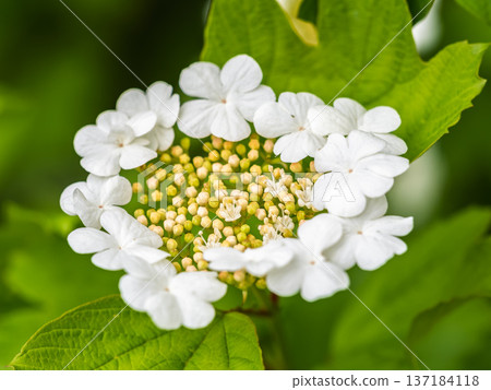 Viburnum opulus, Guelder rose. Beautiful white flowers of blooming Viburnum shrub on dark green background. Selective focus, closeup. Viburnum opulus, Guelder rose. Beautiful white flowers of blooming Viburnum shrub on dark green background. Selective focus, closeup. 137184118