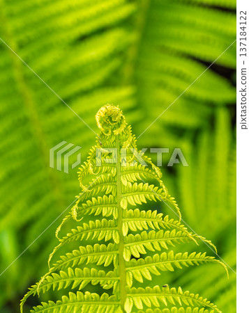 Natural green young ostrich fern or shuttlecock fern Natural green young ostrich fern or shuttlecock fern 137184122