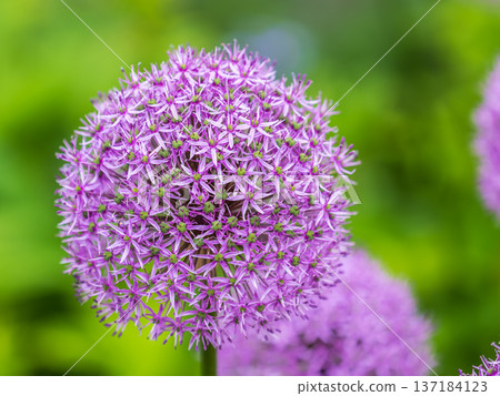Close-up of the inflorescence of the Rosenbachian onion, Allium rosenbachianum, blooming in the garden Close-up of the inflorescence of the Rosenbachian onion, Allium rosenbachianum, blooming in the garden 137184123