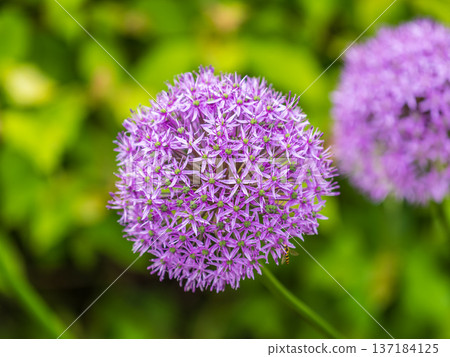 Close-up of the inflorescence of the Rosenbachian onion, Allium rosenbachianum, blooming in the garden Close-up of the inflorescence of the Rosenbachian onion, Allium rosenbachianum, blooming in the garden 137184125