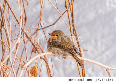 Cute bird the European Robin, Erithacus rubecula. sitting on the tree branch in winter. 137184133