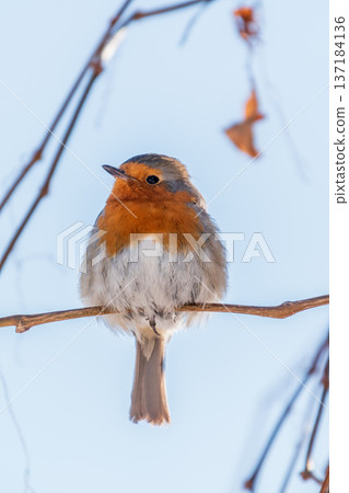 Cute bird the European Robin, Erithacus rubecula. sitting on the tree branch in winter. Cute bird the European Robin, Erithacus rubecula. sitting on the tree branch in winter. 137184136