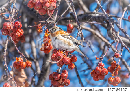 Brambling (Fringilla montifringilla) feeds on apples in winter. 137184137