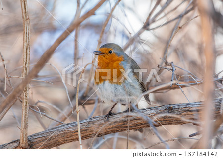 Cute bird the European Robin, Erithacus rubecula. sitting on the tree branch in winter. Cute bird the European Robin, Erithacus rubecula. sitting on the tree branch in winter. 137184142