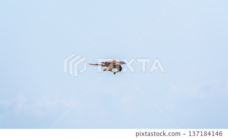 The common kestrel (Falco tinnunculus), also known as the European kestrel, Eurasian kestrel. The common kestrel (Falco tinnunculus), also known as the European kestrel, Eurasian kestrel. 137184146