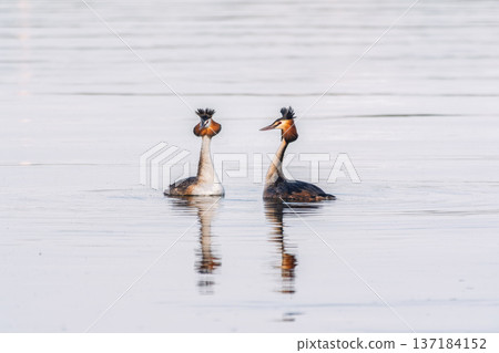 Mating games of two water birds Great Crested Grebes. Two waterfowl birds Great Crested Grebes swim in the lake with heart shaped silhouette Mating games of two water birds Great Crested Grebes. Two waterfowl birds Great Crested Grebes swim in the lake with heart shaped silhouette 137184152