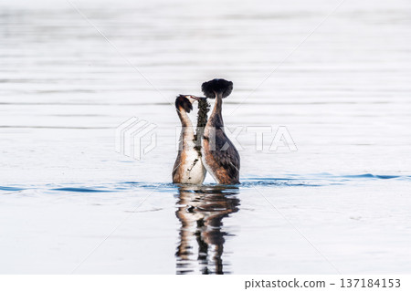 Mating games of two water birds Great Crested Grebes. Two waterfowl birds Great Crested Grebes swim in the lake with heart shaped silhouette Mating games of two water birds Great Crested Grebes. Two waterfowl birds Great Crested Grebes swim in the lake with heart shaped silhouette 137184153