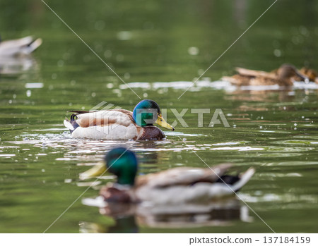 Duck swims in the pond. Duck swims in the pond. 137184159