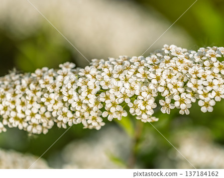 Beautiful white flowers Spirea aguta or Brides wreath. Beautiful white flowers Spirea aguta or Brides wreath. 137184162