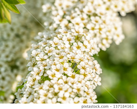 Beautiful white flowers Spirea aguta or Brides wreath. 137184163
