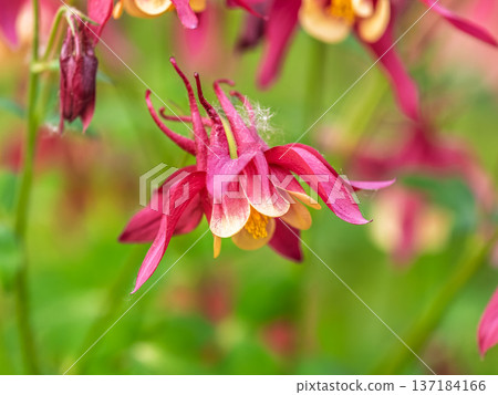 Beautiful native wild flower of western Canada. Aquilegia formosa, crimson columbine, western columbine, or red columbine. Close-up vibrant red and yellow color flower. Beautiful native wild flower of western Canada. Aquilegia formosa, crimson columbine, western columbine, or red columbine. Close-up vibrant red and yellow color flower. 137184166