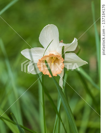 Delicate terry white-yellow narcissus flower close-up on a flower bed. Spring flowers primroses are a white narcissus flower in a green garden in natural conditions Delicate terry white-yellow narcissus flower close-up on a flower bed. Spring flowers primroses are a white narcissus flower in a green garden in natural conditions 137184176