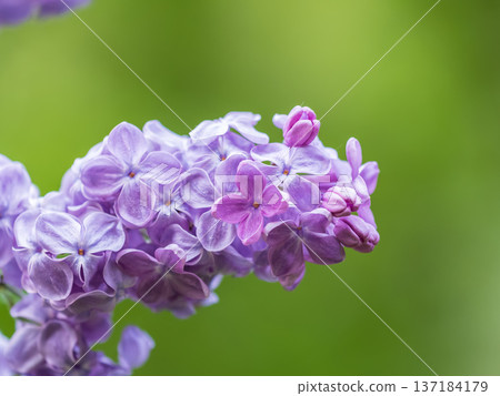 Pink Blooming Lilac Flowers in spring with blured background Pink Blooming Lilac Flowers in spring with blured background 137184179