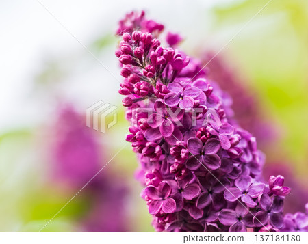 Pink Blooming Lilac Flowers in spring with blured background Pink Blooming Lilac Flowers in spring with blured background 137184180