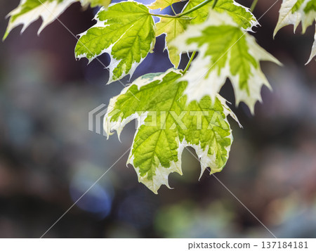 Green and white foliage of Norway Maple 'Drummondii' - Acer platanoides Variegata Green and white foliage of Norway Maple 'Drummondii' - Acer platanoides Variegata 137184181